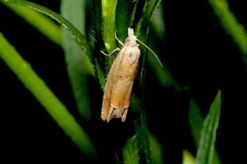 Réf. 187 068 : Eucosma conterminana